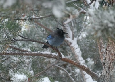 Steller's Jay