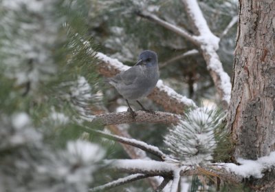 Pinyon Jay