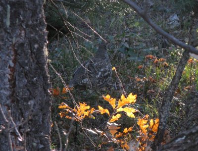 Dusky Grouse