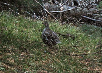 Dusky Grouse