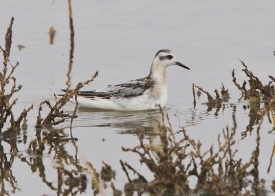 Red Phalarope