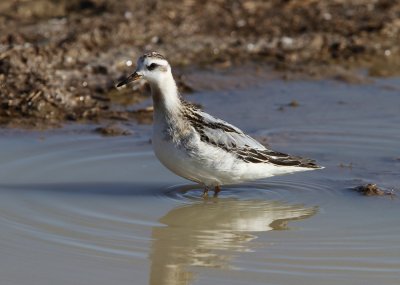 Red Phalarope