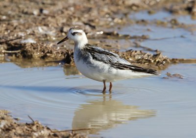 Red Phalarope