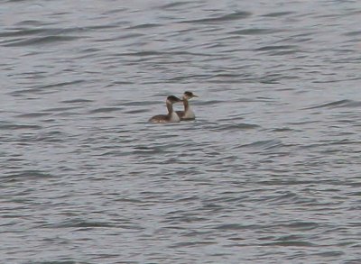 Red-necked Grebes