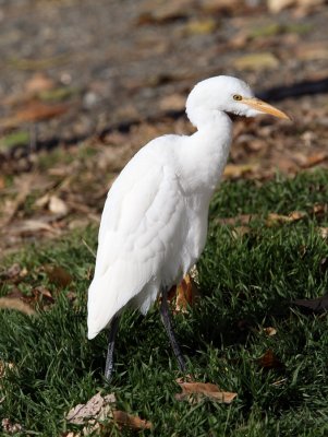 Cattle Egret