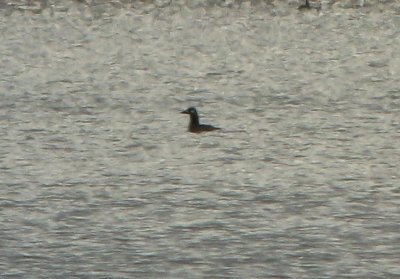 White-winged Scoter