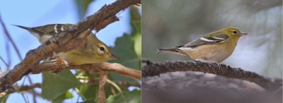 Blackpoll left, Bay-breasted right