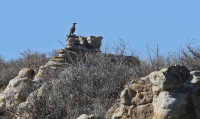 Greater Roadrunner