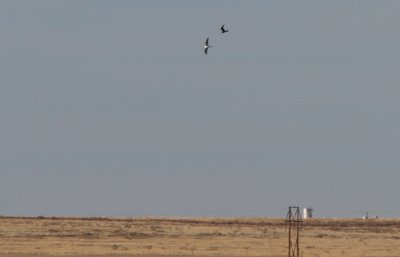 Parasitic Jaeger