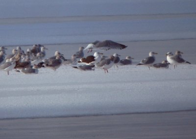 Great Black-backed Gull