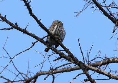 Northern Pygmy-Owl