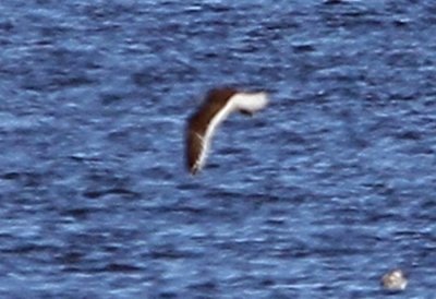 Slaty-backed Gull