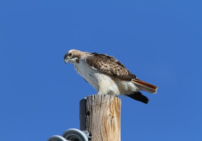 Red-tailed Hawk