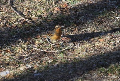 Varied Thrush