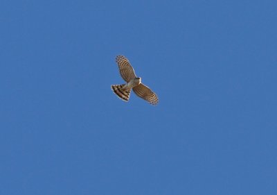 Sharp-shinned Hawk