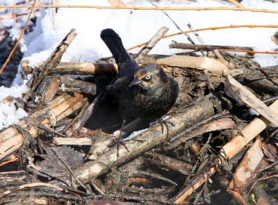 Rusty Blackbird