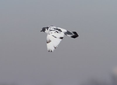 Rock Pigeon