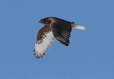 Ferruginous Hawk