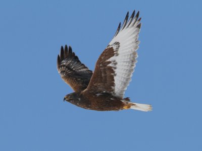 Ferruginous Hawk