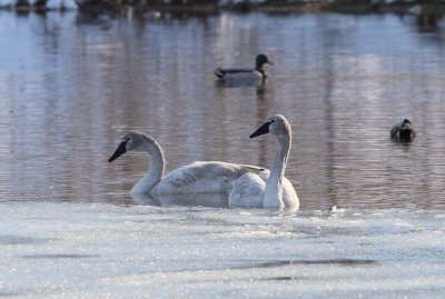 Boyd Swan