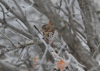 Fox Sparrow (red, taiga)