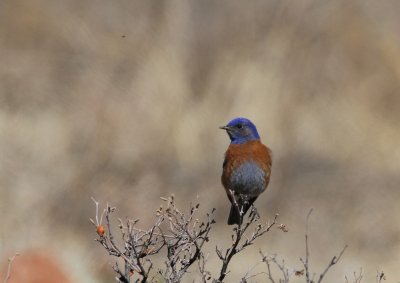 Western Bluebird