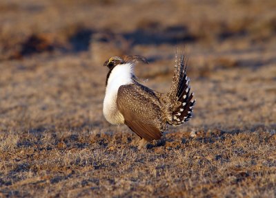 greater_sage_grouse