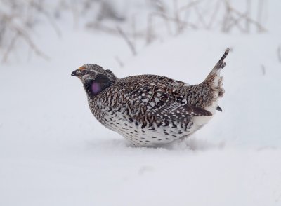 sharp_tailed_grouse