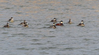 Ruddy Duck