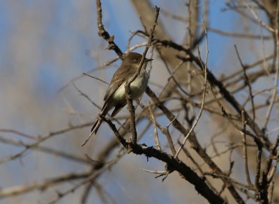 Eastern Phoebe