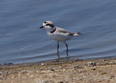 Snowy Plover