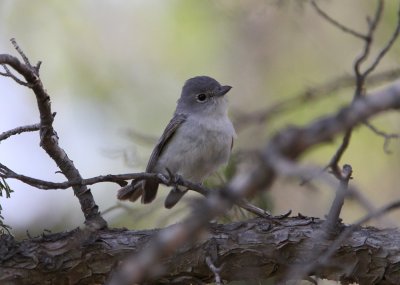 Gray Vireo