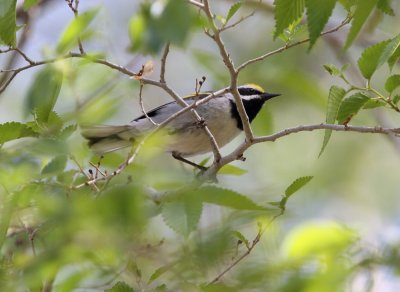 Golden-winged Warbler