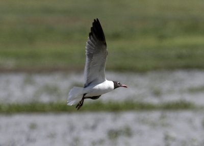 Laughing Gull