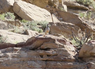 Chukar