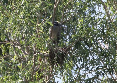 Yellow-crowned Night-Heron