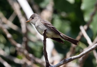 Eastern Wood-Pewee