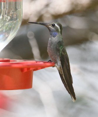 Blue-throated Hummingbird