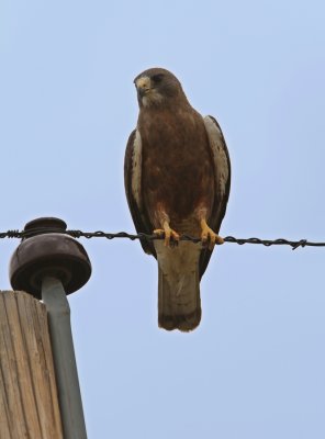 Swainson's Hawk