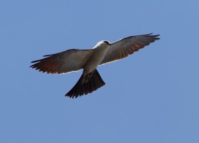 Mississippi Kite