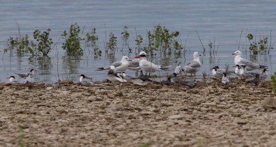 Caspian, Forster's and Black Terns