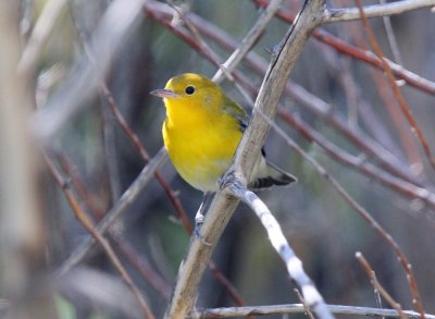 Prothonotary Warbler