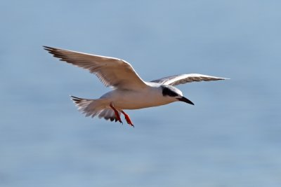 Forster's Tern