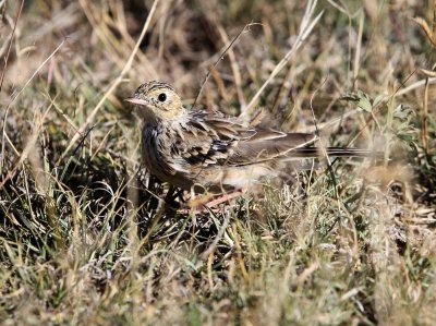 Sprague's Pipit