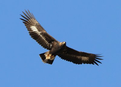 Golden Eagle