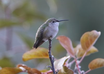 Costa's Hummingbird