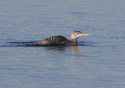Yellow-billed Loon