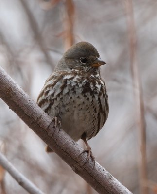 Fox Sparrow (altivagans, Canadian Rockies)