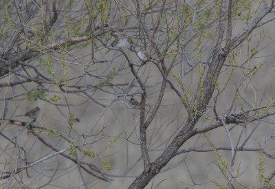 Field Sparrows (5)