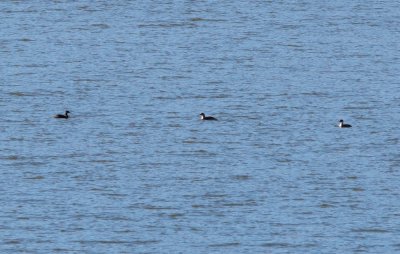 Red-necked Grebes (3 of 4)